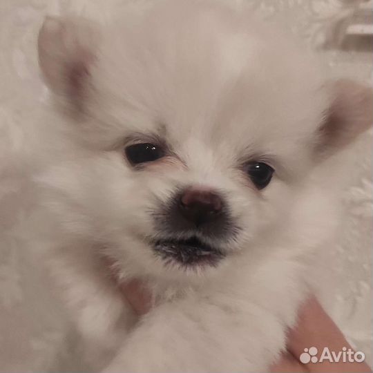 Малый немецкий шпиц