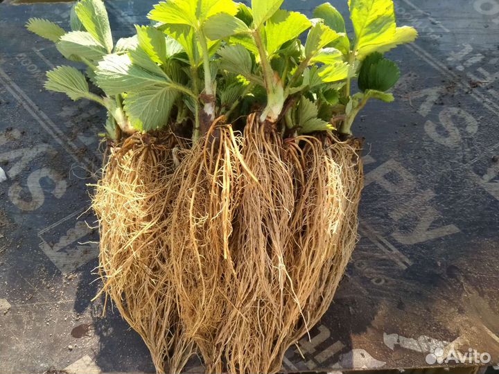 Саженцы клубники Клери, Альба