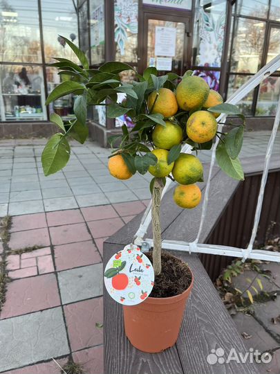 Мандариновое дерево