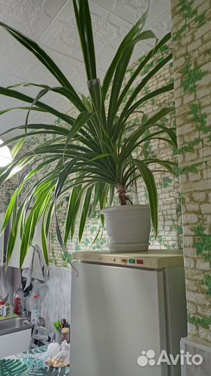 Драцена Гавайская