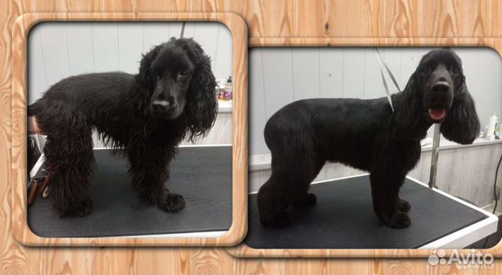 Стрижка(вычесывание) собак,кошек