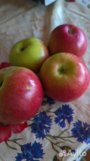 Яблоки