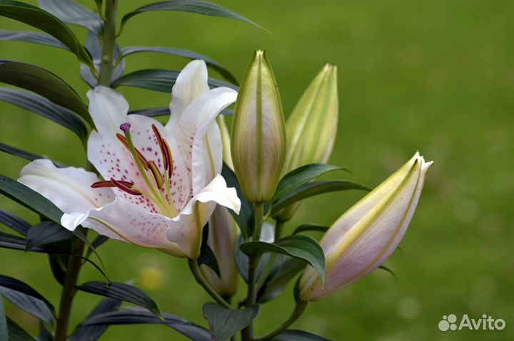 Луковицы лилии оптом