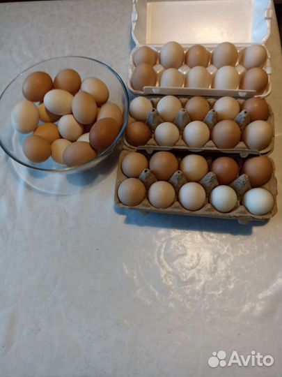 Куриное яйцо