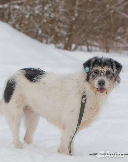 Дружелюбная Пуля в поисках дома