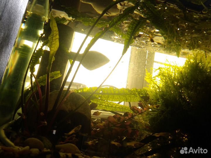 Растения для аквариума, рыбки