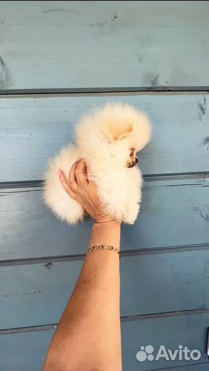 Померанский шпиц мини мальчик