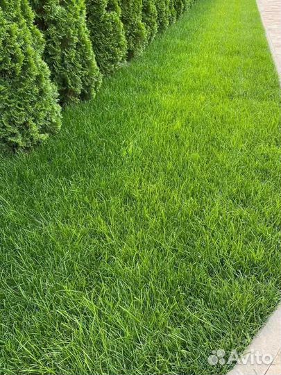 Рулонный газон, укладка, продажа