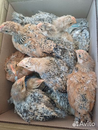 Петушки (10штук)