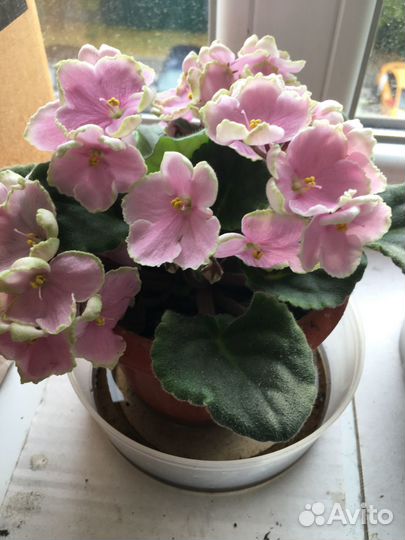 Фиалка сортовая