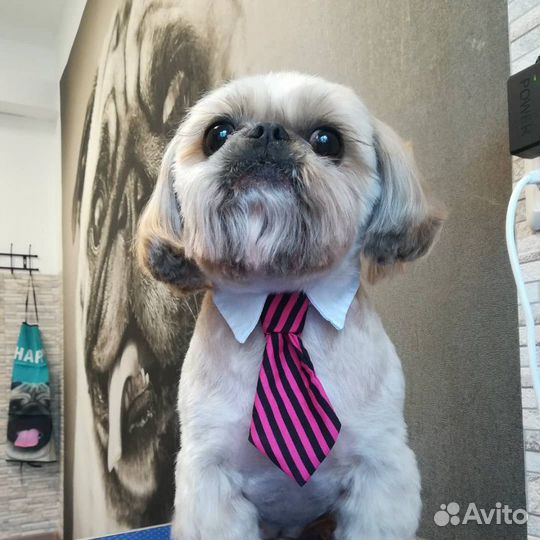 Стрижка животных