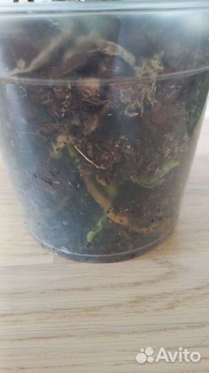 Орхидея фаленопсис Монако