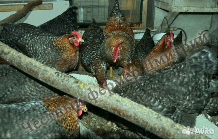 Инкубационные яйца Билефельдер куры