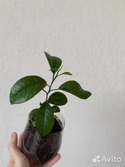 14 растений за 500