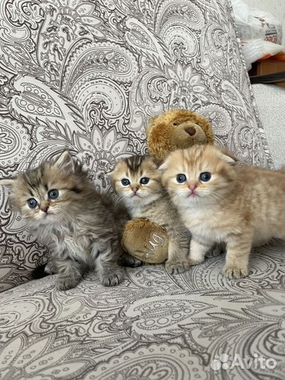 Шотландские золотые шиншиллы котята