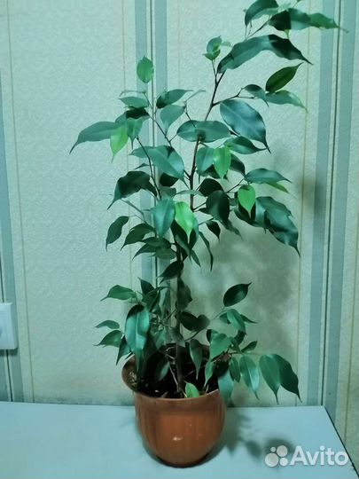 Фикус бенджамина