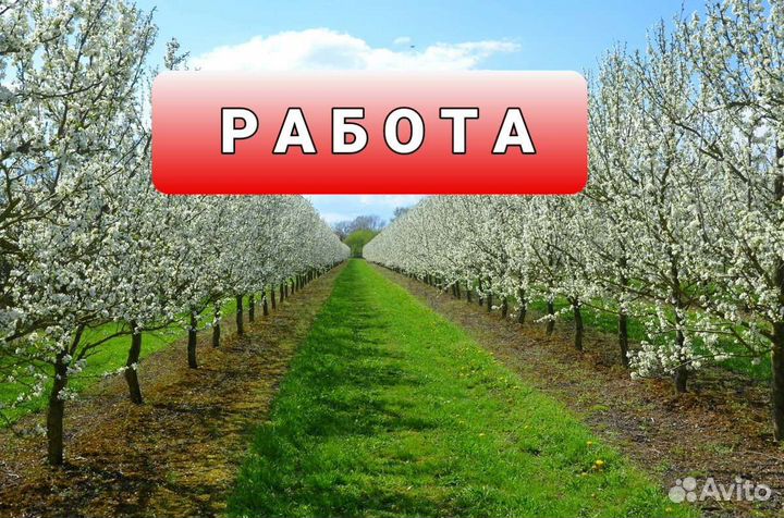 Сборщик урожая