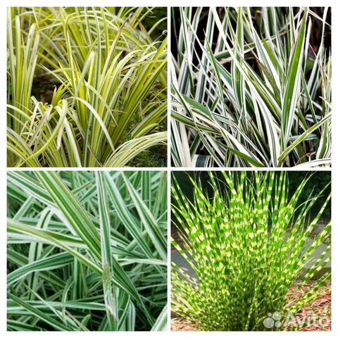 Травы,злаки,Бамбук,осока,мискантус и др