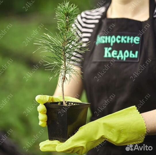 Сибирский кедр. Саженцы