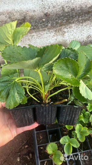 Рассада ремонтантной клубники в стаканах