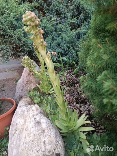 Каменная роза