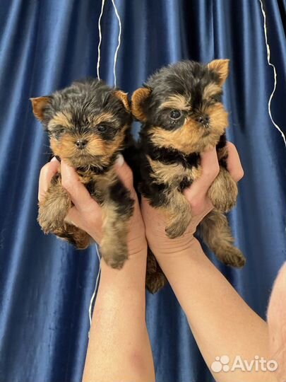 Мини беби фейс йорки