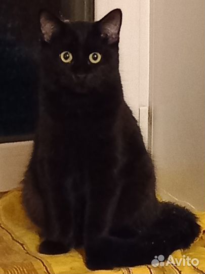 Коты