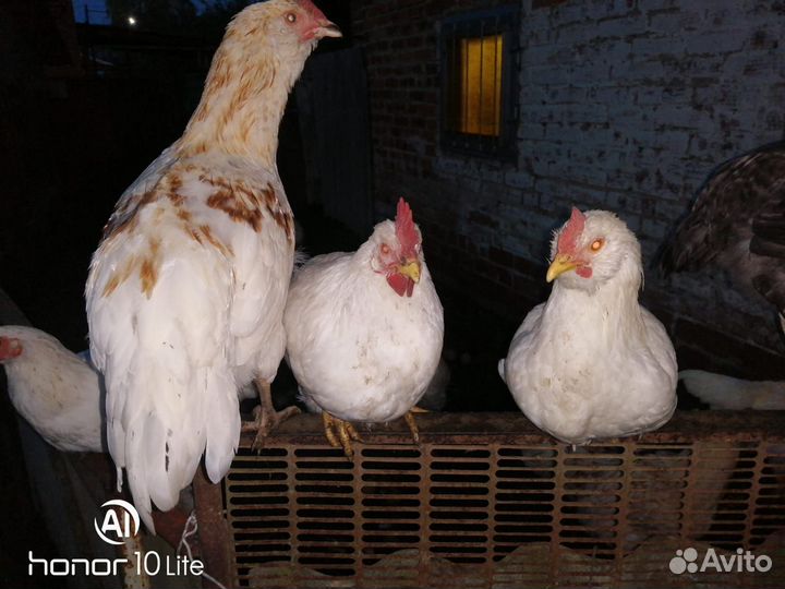 Молодые петушки