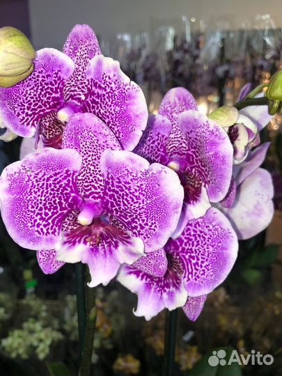 Орхидея фаленопсис биг лип подростки нецветущие