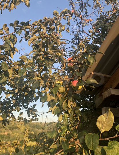 Дача 20 м² на участке 12 сот.