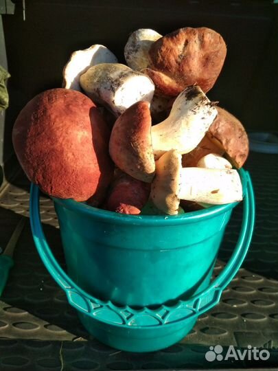 Боровики красноголовики