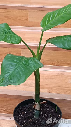 Диффенбахия