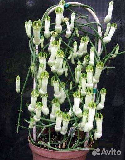 Церопегия амплиата