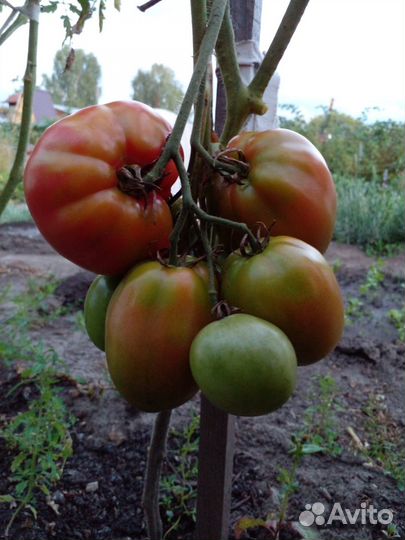 Семена низкорослых томатов