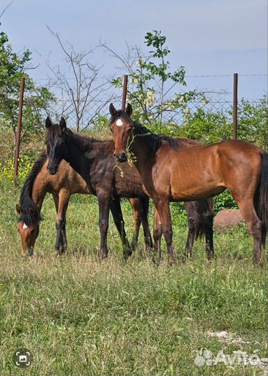 Лошади кобылки