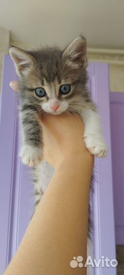 Ищут дом чудесные, добрые кошечки- малышки