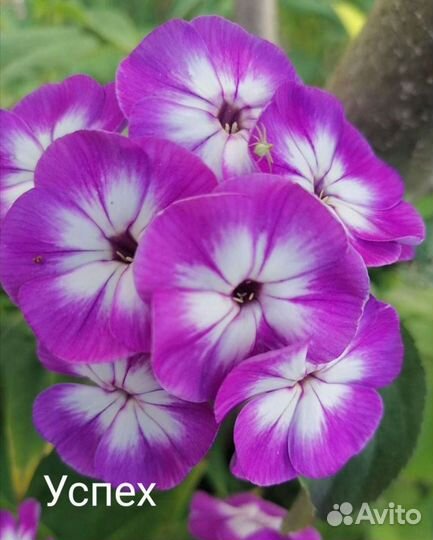 Флоксы многолетние