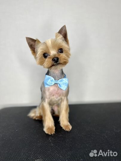 Груминг. Стрижка собак и кошек в Иваново