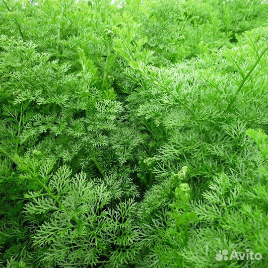 Аквариумные растения наборами