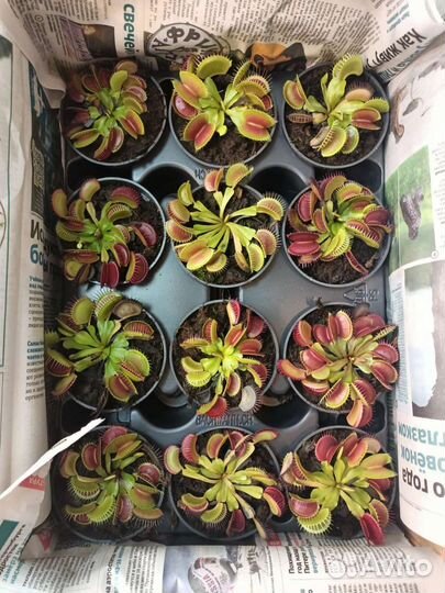 Венерина мухоловка (дионея)