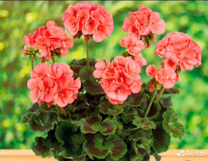 Герань пеларгония