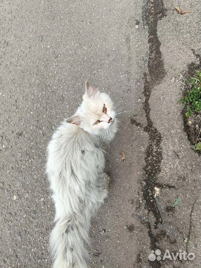 Котик ждёт чуда