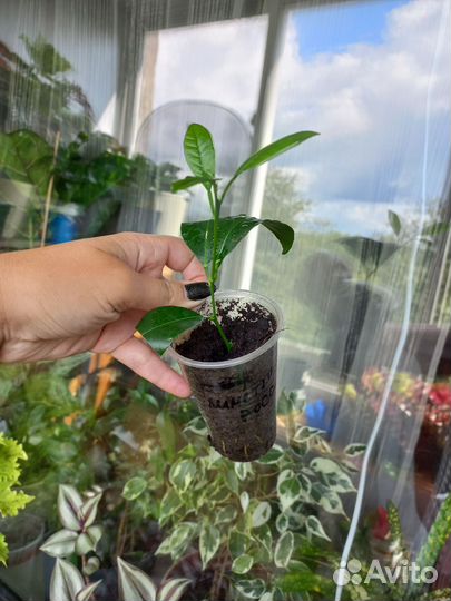 Лимон вариегатный, Лиметто Россо, Рангпур