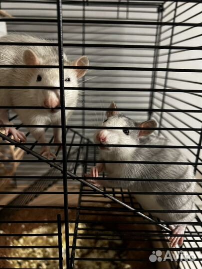 Декоративная крыса