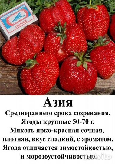 Рассада клубники