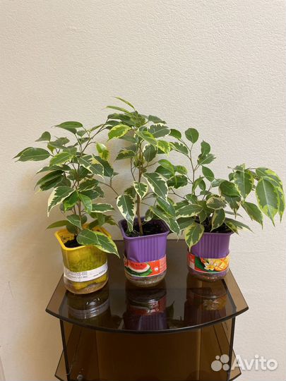 Фикус бенджамина