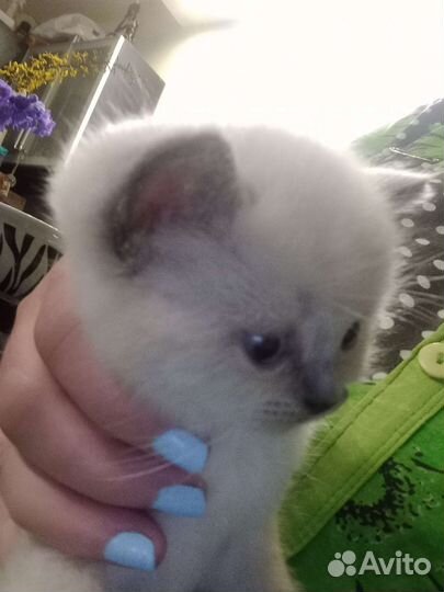 Малыши 1,5 мес самые ласковые котятки