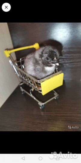 Цыплята от породистых курочек