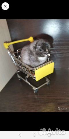 Цыплята от породистых курочек