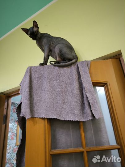 Канадский сфинкс